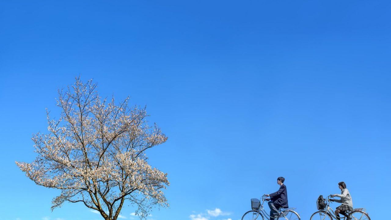 桜並木　自転車　夫婦