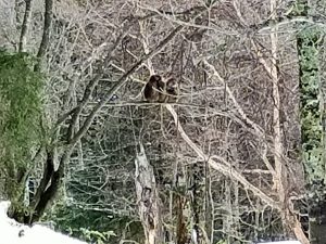 日光の3匹の親子ザル